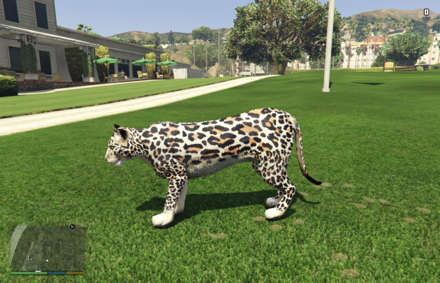 Leopard Skin Leopard Skin