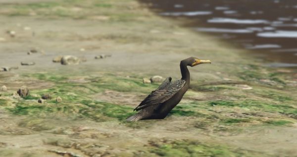 Птицы: Бакланы в GTA 5