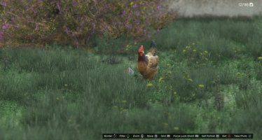 Курица GTA 5