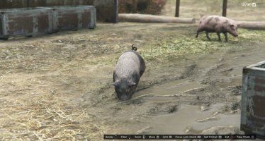 Свиньи GTA 5