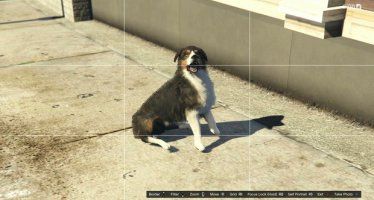 Бордер-колли