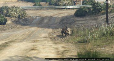 Кабан GTA 5