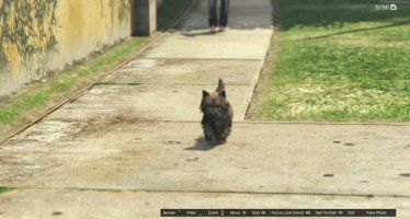 Вест Хайленд Терьер GTA 5